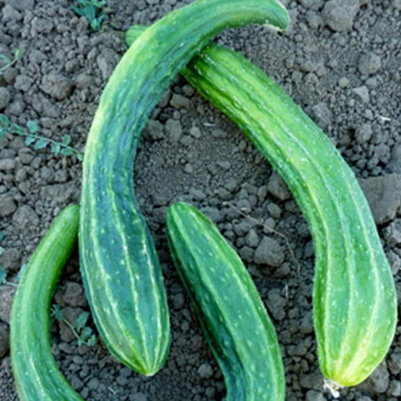 Organic Suyo Long Cucumber Seeds - 1 g ~30 Seeds - Organic, Heirloom, Open Pollinated, Non-GMO, Farm & Vegetable Gardening Seeds