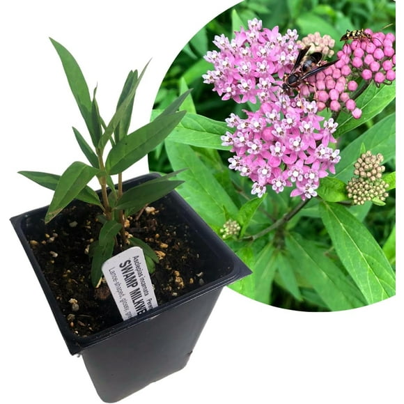 Organic Swamp Milkweed (Asclepias incarnata) in 2.5-Inch Pot by Smoke Camp Crafts - North American Native Pollinator Plant