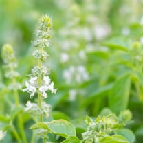 Organic Sweet Basil Seeds - 1 g Packet ~600 Seeds - Non-GMO, Open Pollinated, Certified Organic - Herb Garden & Microgreens Seeds