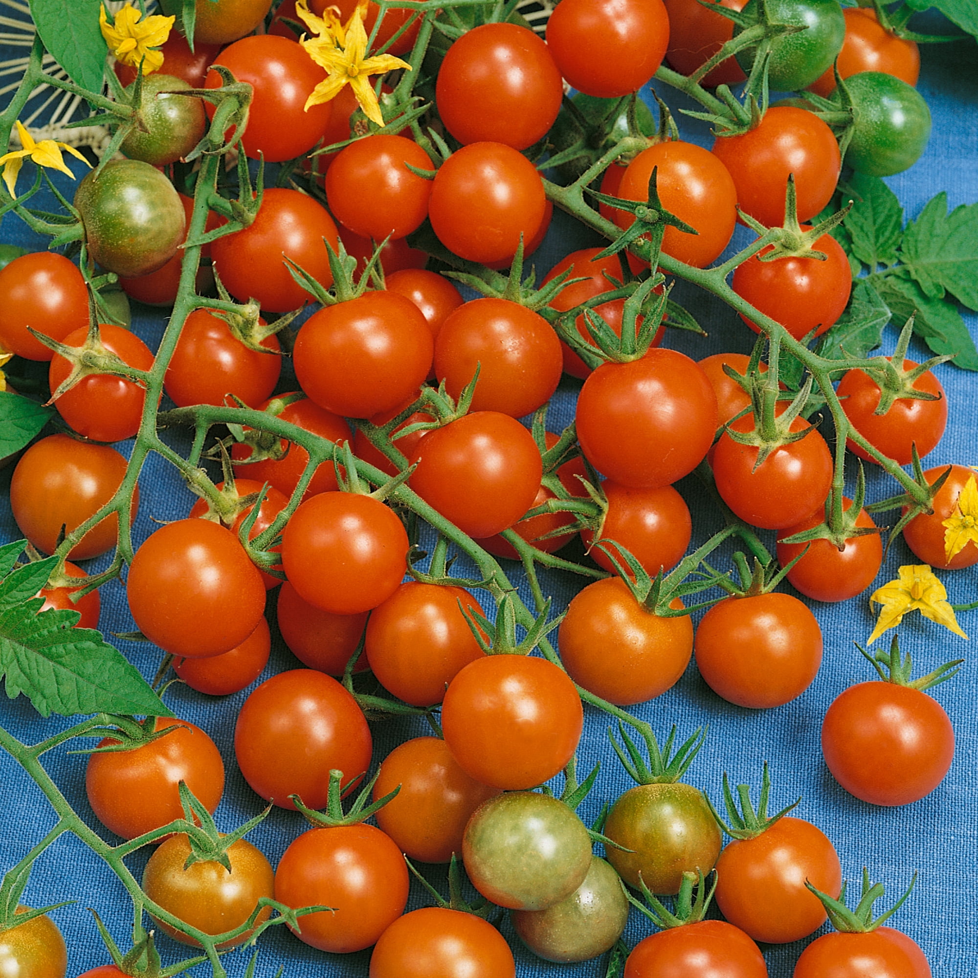Organic Sweetie Tomato Seeds - 1 Oz ~7500 Seeds - Non-GMO, Certified Organic, Heirloom - Vegetable Garden - Lycopersicon esculentum