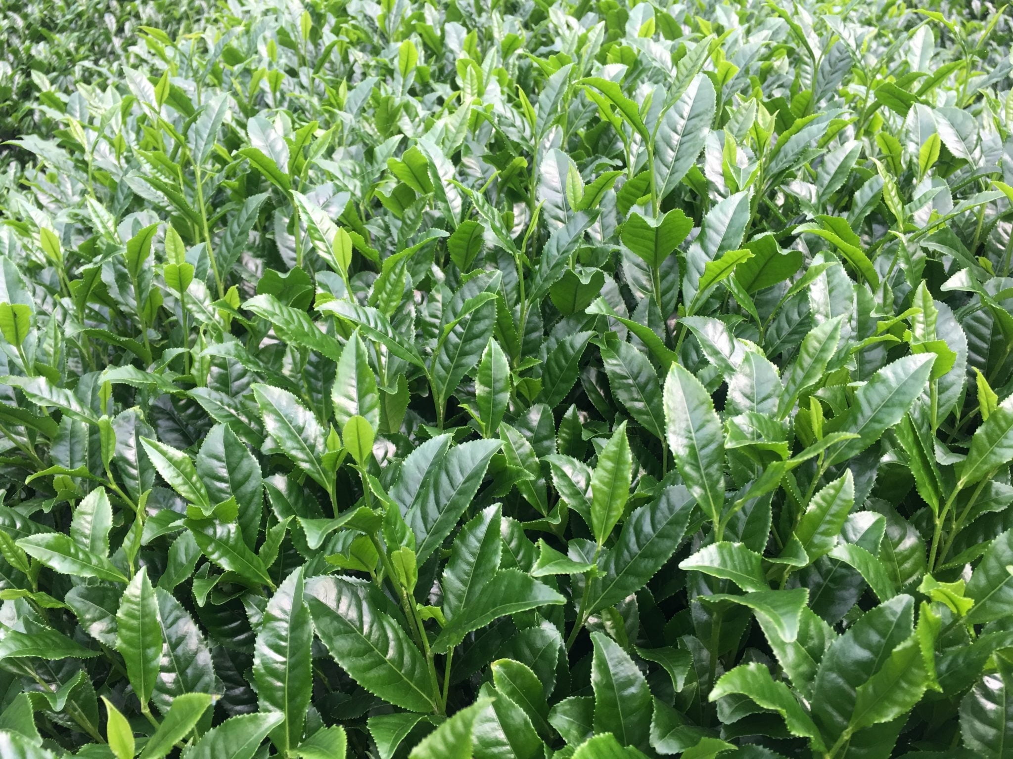 Organic Tea Plant ‘Large Leaf’ - Camellia sinensis - Live Starter Plant