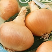 Sustainable Seed Company Heirloom 500 Texas Grano 502 Onion Seeds, Non-GMO