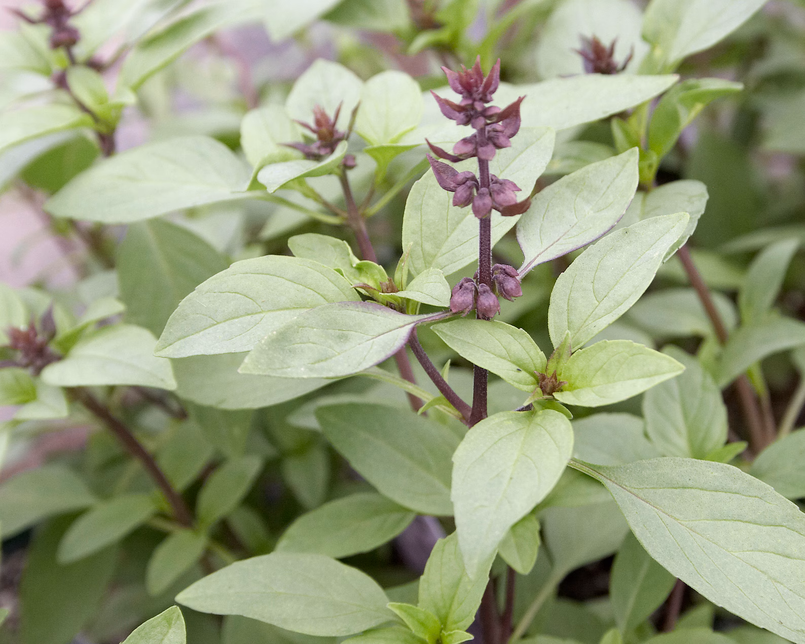 Organic Thai Basil 'Siam Queen' -Herb- Live Starter Plant