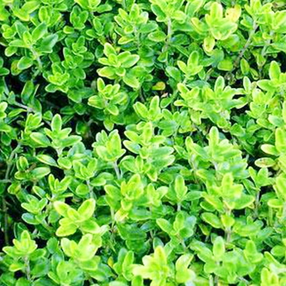 Organic Thymus vulgaris German Winter Seeds 500 Mg Hardy Perennial Herb—Non-GMO, Heirloom—Cold Tolerant, Culinary & Medicinal—Indoor/Outdoor—100+ Seeds