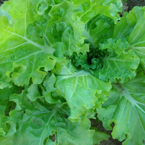 Organic Tokyo Bekana Mustard Seeds - 1 Lb ~240000 Seeds - Non-GMO, Certified Organic - Vegetable/Herb Garden, Growing Microgreens - Brassica juncea