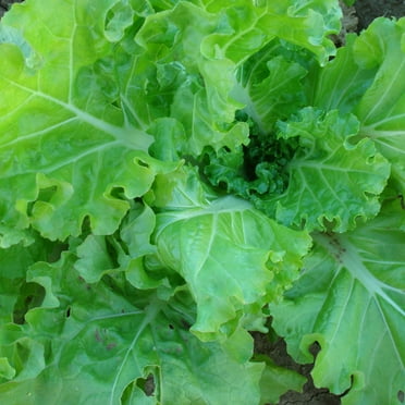Sustainable Seed Company 1071 Organic Tokyo Bekana Mustard Seeds