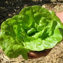 Organic Tom Thumb Lettuce Seed - 500 mg ~300 Seeds - Organic, Heirloom, Open Pollinated, Non-GMO, Farm & Vegetable Gardening Seeds