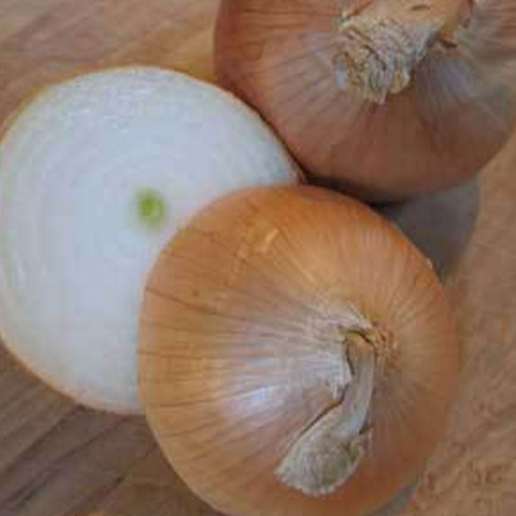 Organic Utah Yellow Sweet Spanish Onion Seed 5 Lb ~560,000 Seeds – Long Day, Non-GMO, Heirloom, Mild & Sweet – 110-115 Days – Open-Pollinated Bulbing Onion – Allium cepa – USDA Recommended