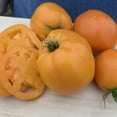 thumbnail image 1 of Organic Valencia Tomato Seeds - 1 Oz ~7500 Seeds - Non-GMO, Certified Organic, Heirloom - Vegetable Garden - Lycopersicon esculentum, 1 of 1