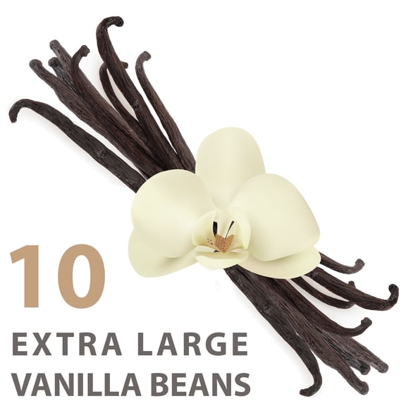 Organic Vanilla Beans (Extra Large) | 10 Pack | Grade A Vanillin | Delicious Flavor & Aroma | Elephant Chateau