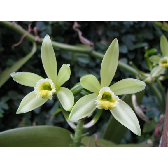 Organic Vanilla Orchid -Vanilla planifolia- Live Starter Plant