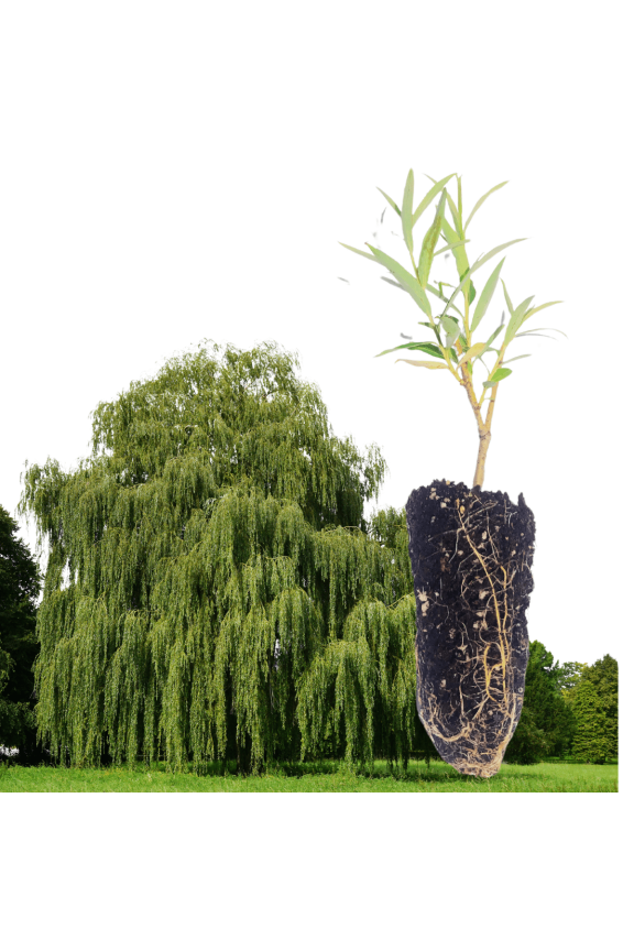 Organic Weeping Willow (Salix babylonica) Tree in 2.5-inch Pot by Smoke Camp Crafts - Fast Growing Landscape Specimen Tree