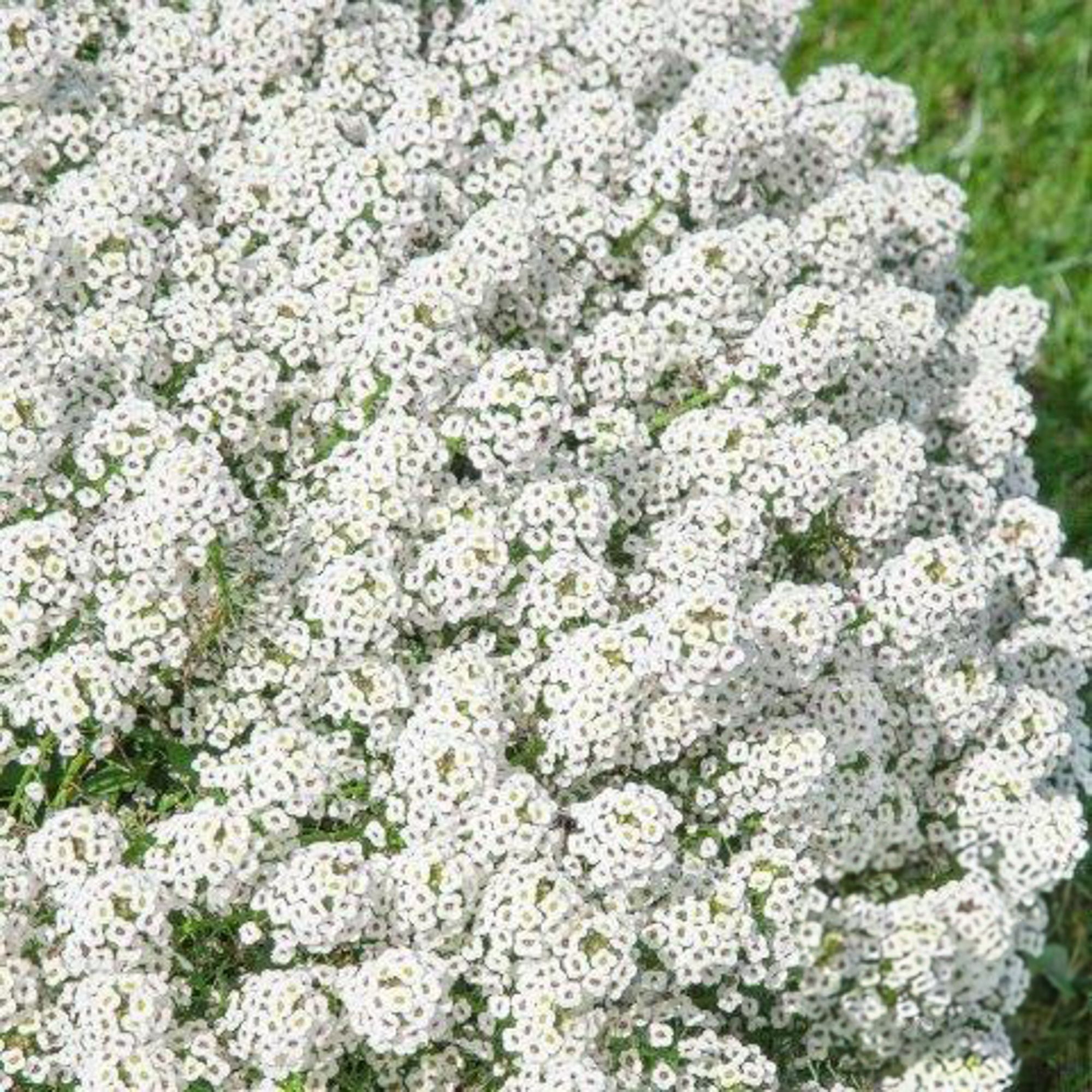 Aliso Tapiz Nieve Blanco – 10,000 Semillas De Alyssum Maritimum | Flor Cubresuelos Perfumada Y Fácil De Cultivar Por Rocalba