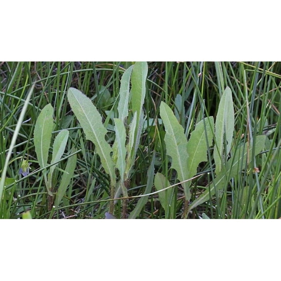 Organic Wild Lettuce Loose Leaf Tea (1 oz )