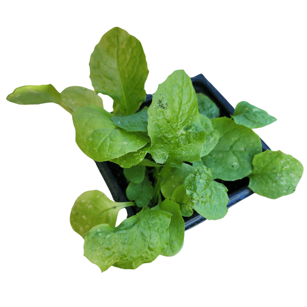 Wild Lettuce Seeds