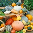 thumbnail image 1 of Sustainable Seed Company 25 Winter Harvest Blend Plant Seeds, Non-GMO, 1 of 1