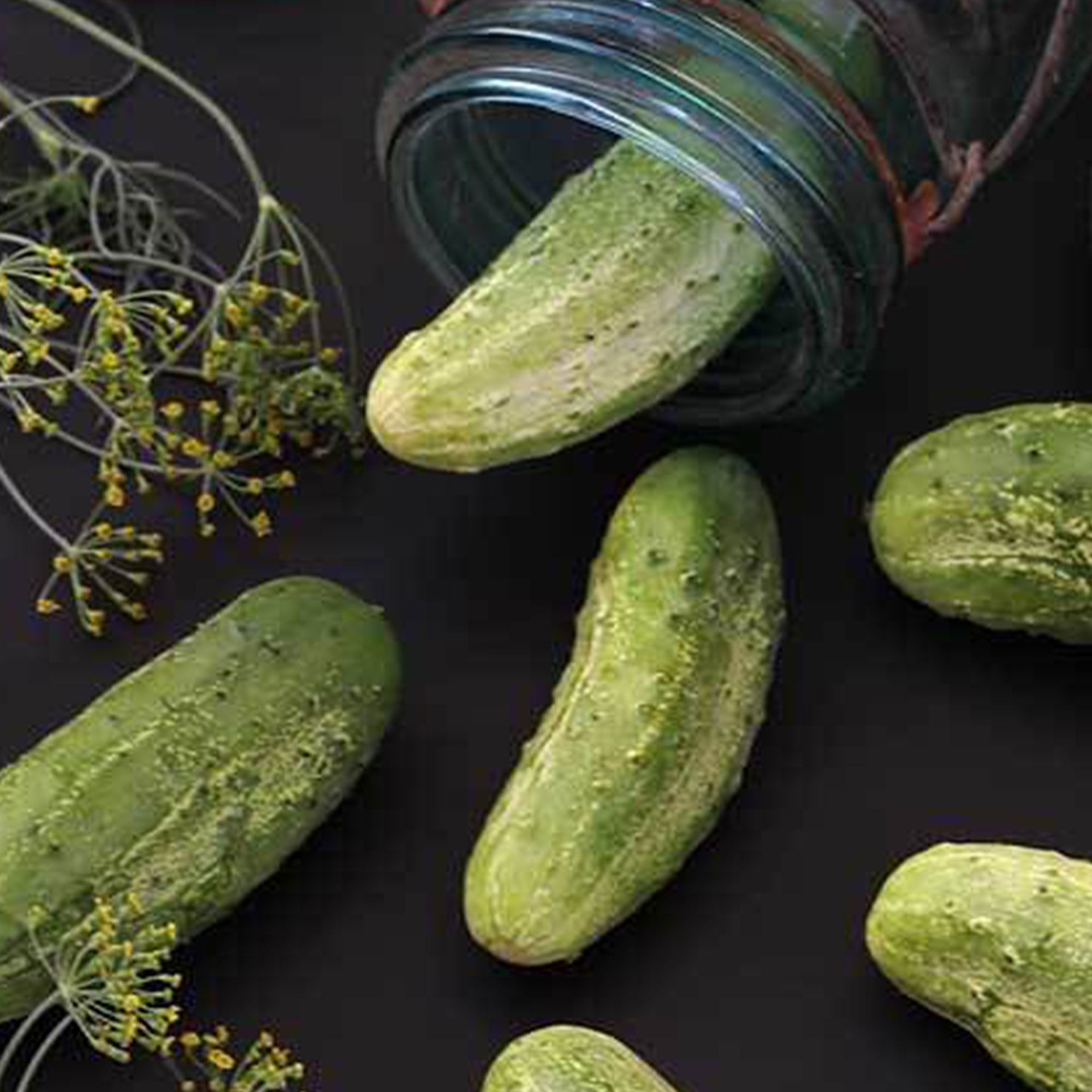 Wisconsin Seeds Organic Wisconsin SMR-58 Pickling Cucumber Seeds - 1/4 LB Bulk ~3,400 ...