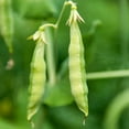 thumbnail image 1 of Organic Yellow Pea Sprouting Seeds - 25 Lb Bulk - Non-GMO, Heirloom - Microgreens Pea Shoots, Sprouts, Vegetable Garden, Cover Crop, 1 of 4