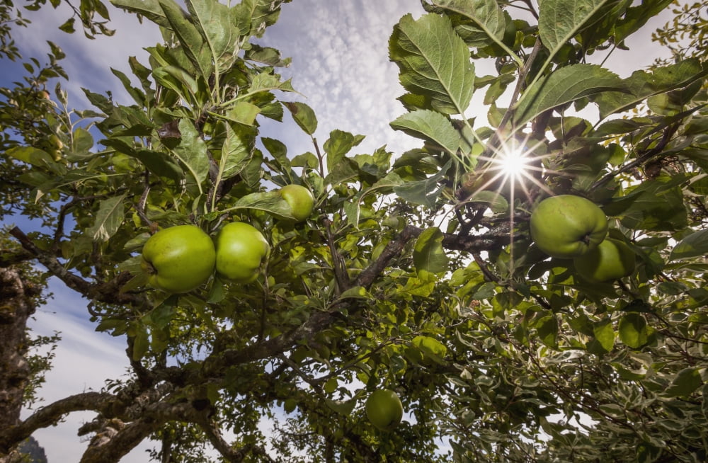 Organic apples ripen under a summer sun in the cowichan valleyVancouver island british columbia canada Canvas Art - Debra Brash Design Pics (38 x 24)
