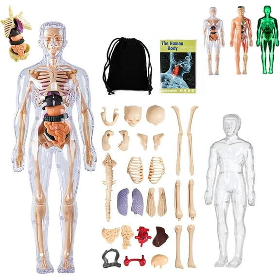 Organizeh Clear Human Body Structure Model, 29 Piece Anatomy Figure 3D Anatomy Kit, 2025 New DIY Assembled Human Torso Organ Model, Removable Organs Bones Assembly Model(Full Transparency)