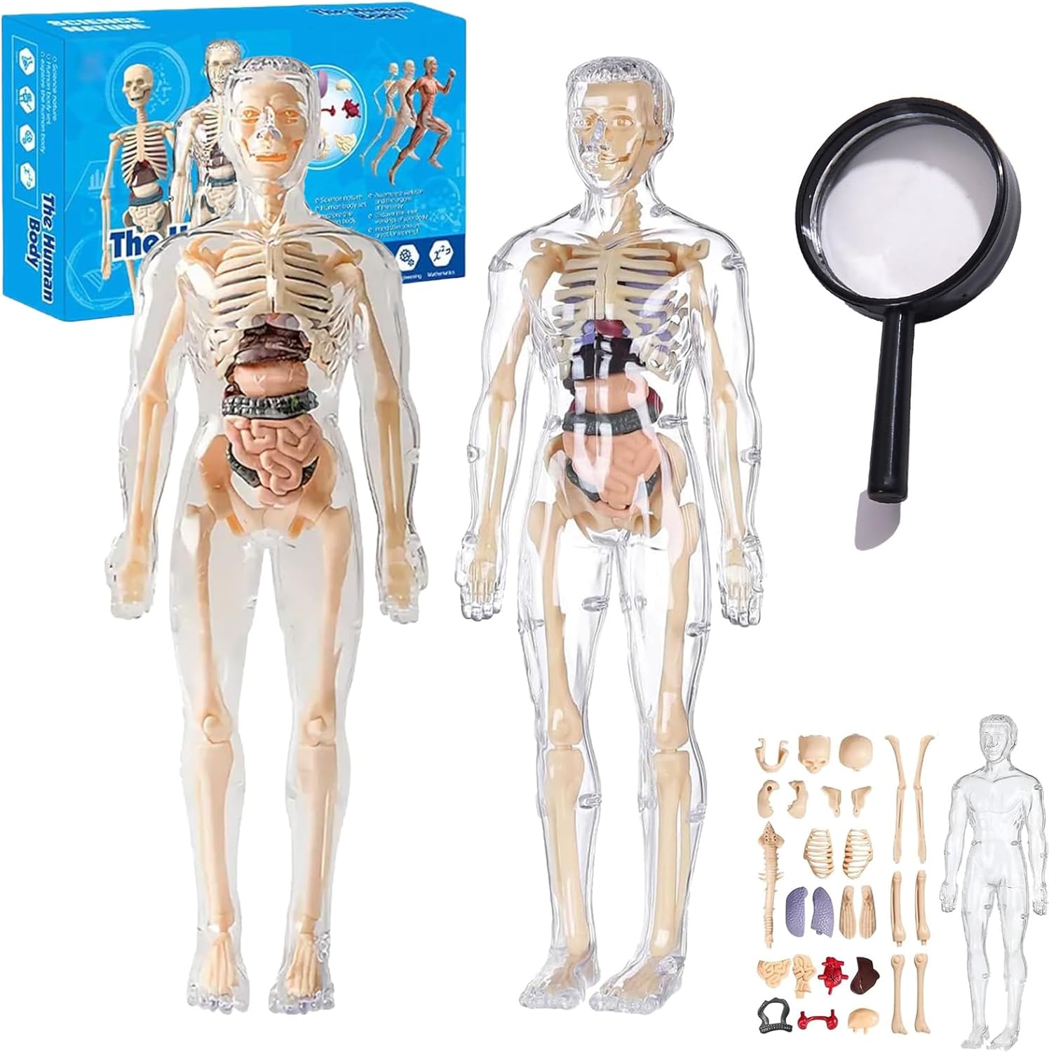 Organizeh Clear Human Body Structure Model, 29 Piece Anatomy Figure 3D ...