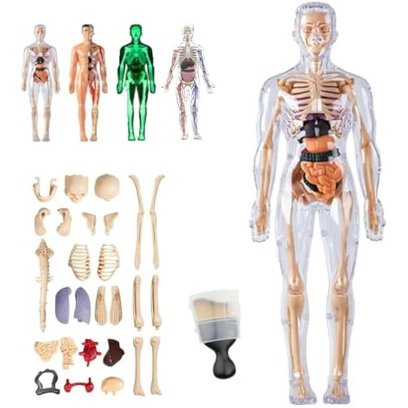 Organizeh Clear Human Body Structure Model,29 Piece Anatomy Figure 3D Model,DIY Assembled Human Torso Organ for Students, Teachers (B-1PC)