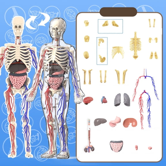Organizeh Clear Human Structure 29 Piece Removable Bones & Transparent DIY Assembled Human Torso Organ 3D Human Skeleton For Anatomy (Full Organ )84071
