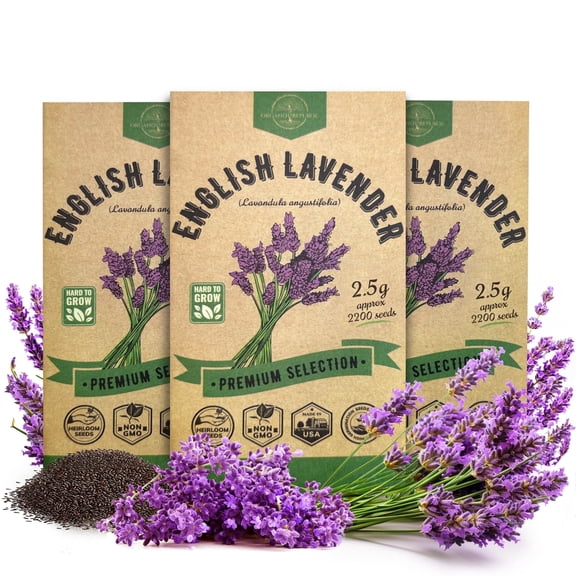 Organo Republic 3-Pack English Lavender Seeds, 6,600+ Non-GMO Heirloom Seeds, 7.5G Total for Indoor and Outdoor Planting, Home Garden Aromatic Herb Variety