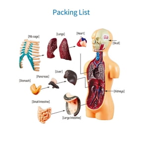 Organs and Model Human Body Model Organs Simple Assembly Learning Tool Kit Anatomy Model Display STEM Educational Gift Teaching Supplies