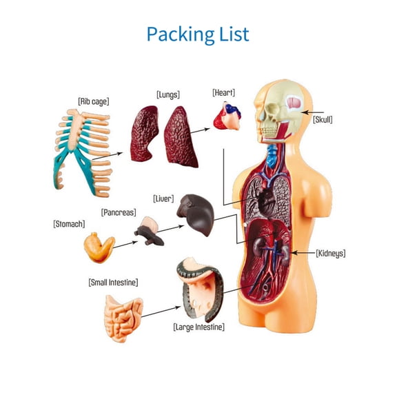 Organs and Model Human Body Model Organs Simple Assembly Learning Tool Kit Anatomy Model Display STEM Educational Gift Teaching Supplies