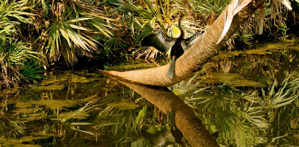 Oriental Darter (Anhinga melanogaster) anhinga on a tree Boynton Beach Florida USA Canvas Art - Panoramic Images (27 x 9)