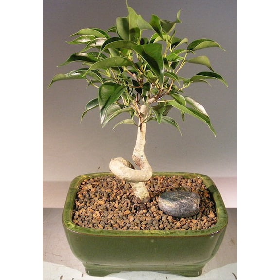 Oriental Ficus Bonsai Tree - Small Coiled Trunk 6 years old, 8"-10" tall Great for indoor Use