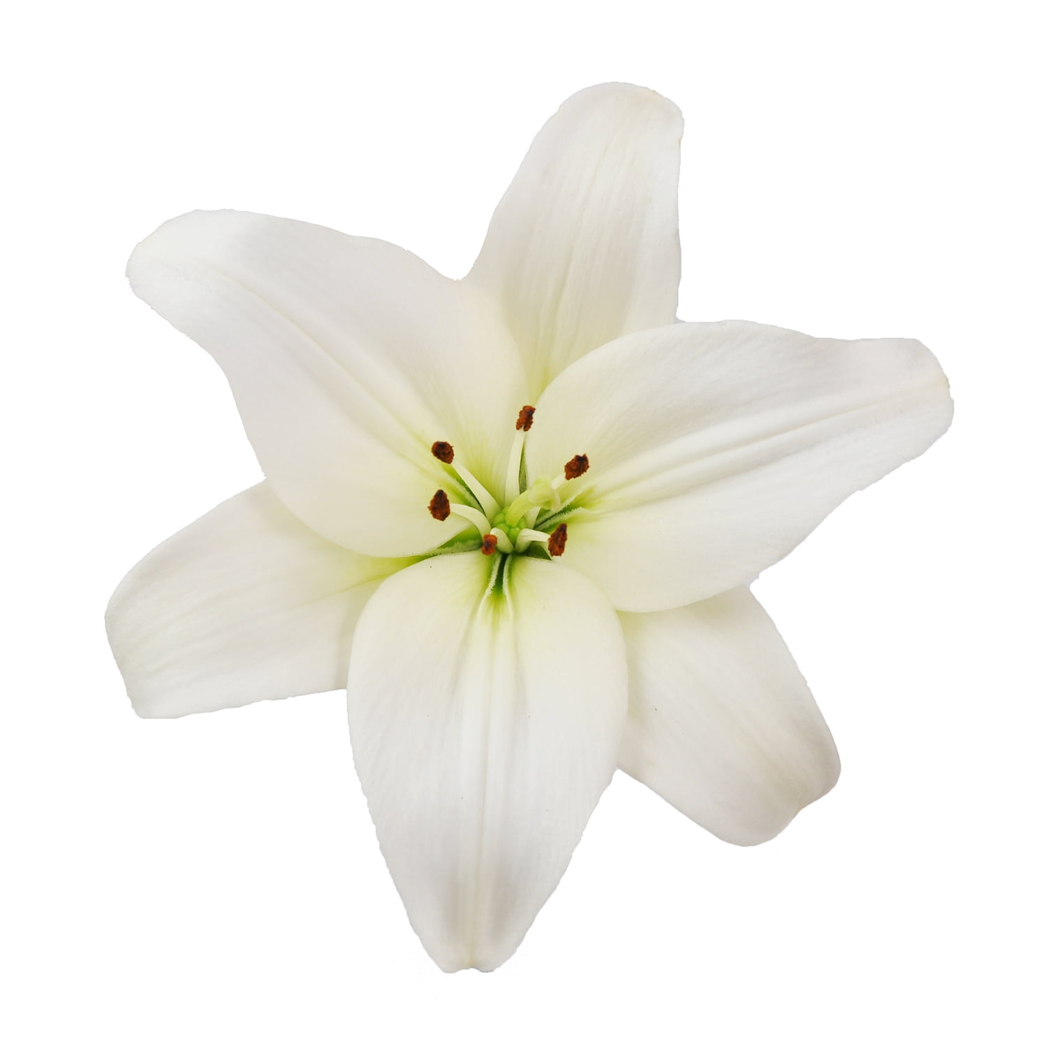 Oriental Lilies - White - Farm Direct Fresh Cut Flowers - 20 Stems - by Bloomingmore