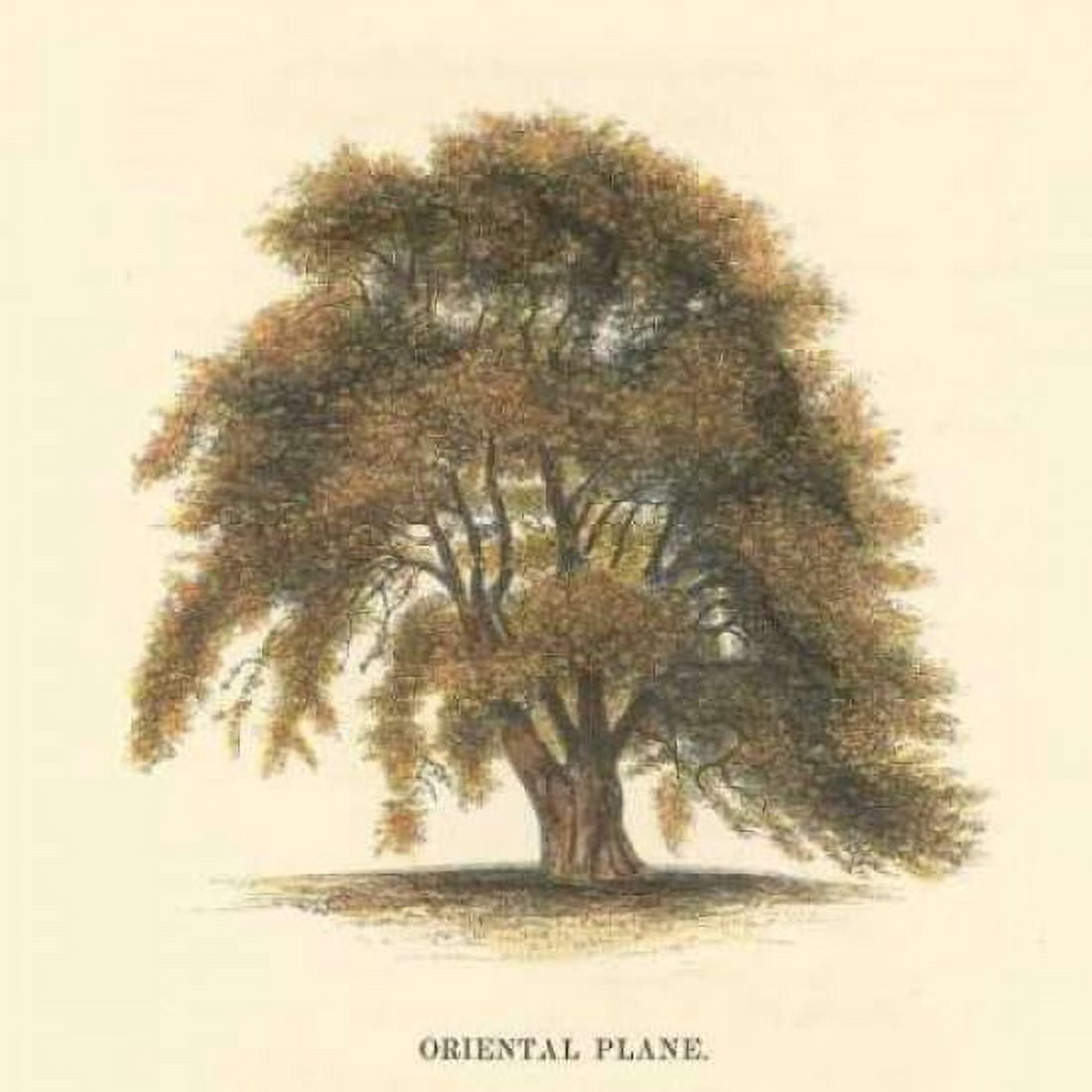 Oriental Plane Canvas Art - Samuel Williams (24 x 24)