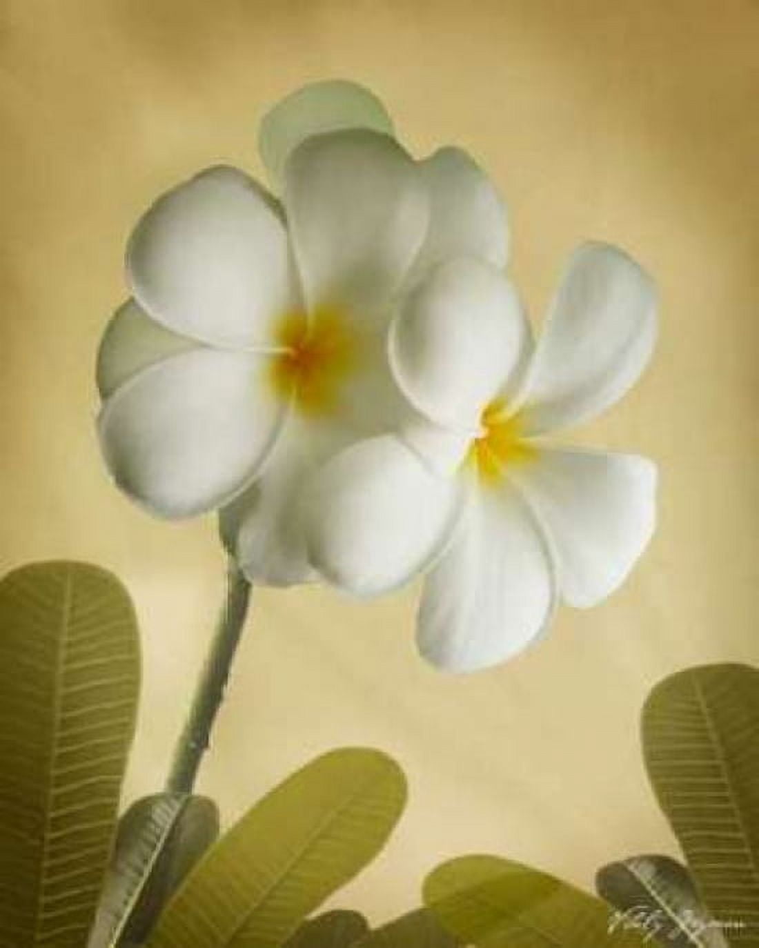 Oriental Plumeria I Canvas Art - Vitaly Geyman (24 x 30)