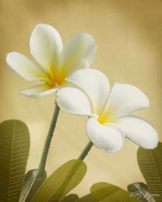 Oriental Plumeria II Canvas Art - Vitaly Geyman (24 x 30)