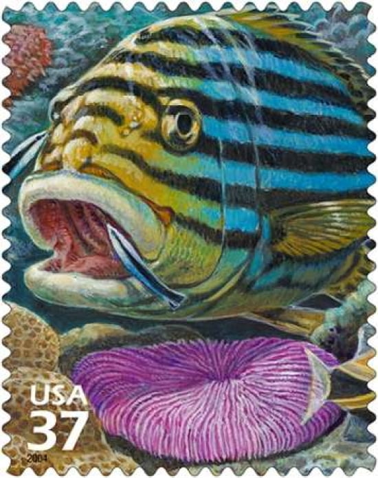 Oriental Sweetlips Canvas Art - US POSTAL SERVICE (24 x 30)