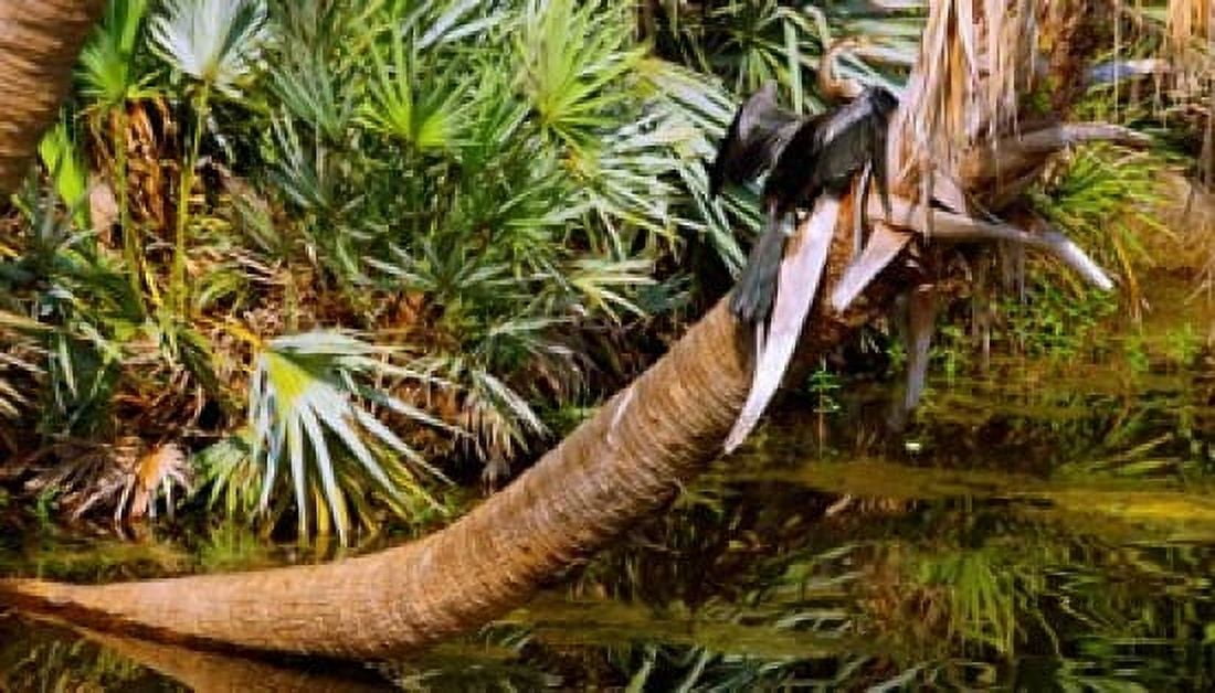 Oriental darter (Anhinga melanogaster) on a tree Boynton Beach Palm Beach County Florida USA Canvas Art - Panoramic Images (36 x 21)