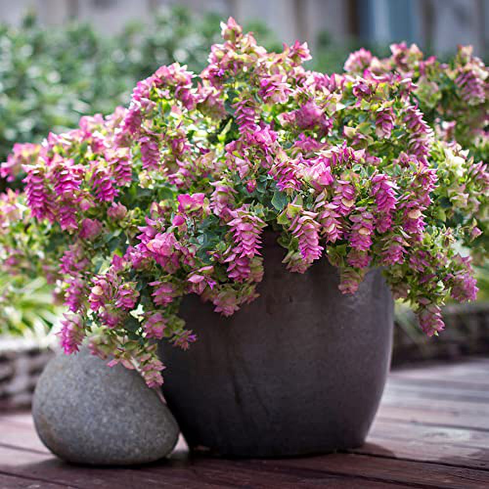 Origanum 'Kirigami' Seeds Ornamental Oregano Seeds Perennial Decorative