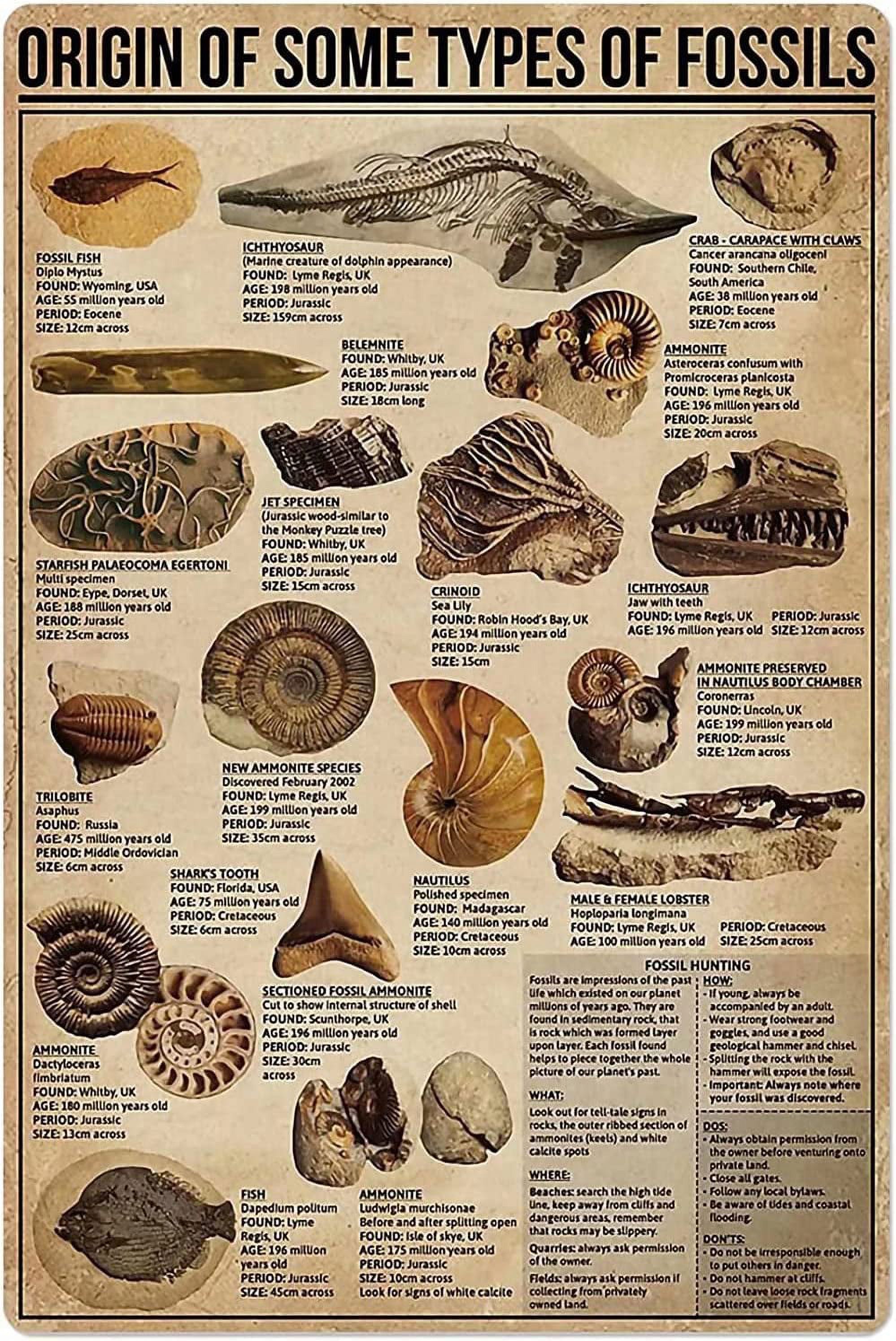 Origin Of Some Types Of Fossils Retro Metal Sign Vintage Tin Sign