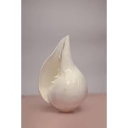 Original Blowing Right handed Shankh, Conch Shell For Pooja Direct From Jagannath Dham Puri, Odisha By Indian Collectible