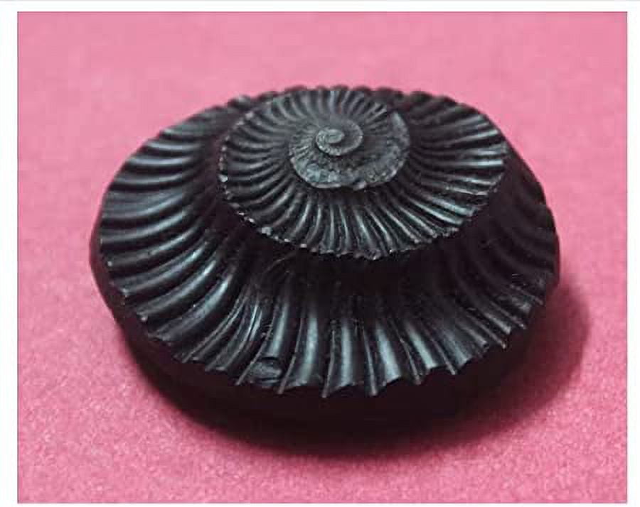 Shelligram Sea Shell Original Shaligram/Shalagram Shila Stone (Approx. Half Inch) For Lord ...
