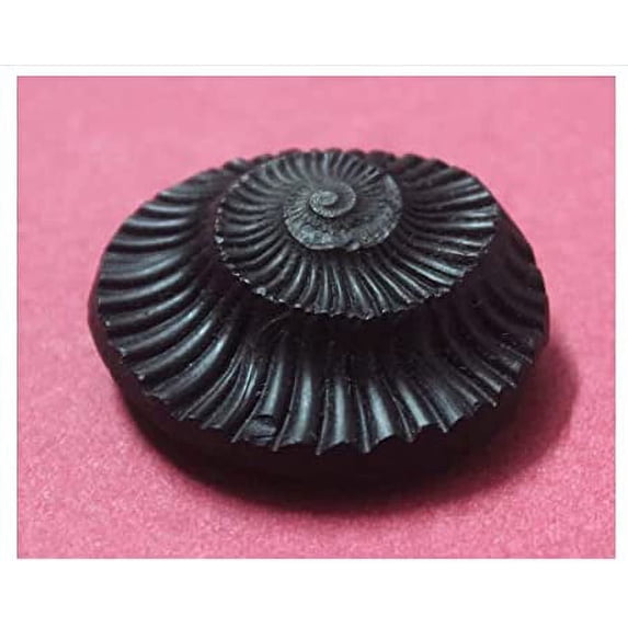 Original Shaligram/Shalagram Shila Stone (Approx. Half Inch) For Lord