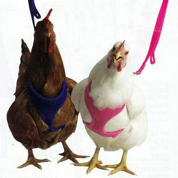 Original Valhoma Chicken Combo Pullet Harness with 4 Feet Leash, Pink XS