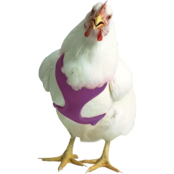 Original Valhoma Chicken Combo Pullet Harness with 4 Feet Leash Purple, XS