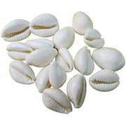 Original White Cowdi/Cowrie/Cowry/Kouri/Kaudi/Kori Shells | Monetaria Monta Shells | For Laxmi and Diwali Pooja Article | Set of 51 | 3/4 Inch  1-1/2 Inch