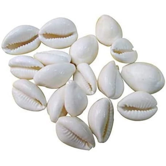 Original White Cowdi/Cowrie/Cowry/Kouri/Kaudi/Kori Shells | Monetaria Monta Shells | For Laxmi and Diwali Pooja Article | Set of 51 | 3/4 Inch ~ 1-1/2 Inch