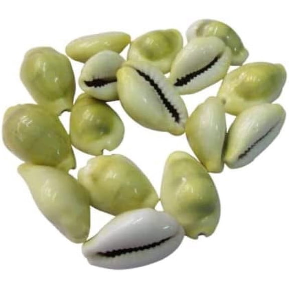 Original Yellow Cowdi/Cowrie/Cowry/Kouri/Kaudi/Kori Shells | Monetaria Monta Shells | For Laxmi and Diwali Pooja Article | Set of 21 | 3/4 Inch ~ 1-1/2 Inch