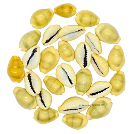 Original Yellow Cowrie (Kodi) Shells – Natural Shells for Pooja, Rituals, Décor & Craft Use (Pack of 11)