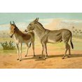 thumbnail image 1 of Originally published separately, these prints were combined into a book in 1873 and a section on veterinary medicine was added. Poster Print by Samuel Sidney (24 x 36), 1 of 1